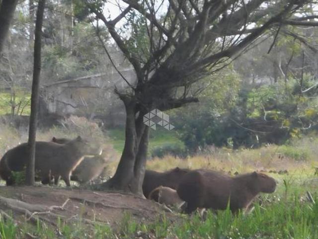 Três lotes no Loteamento Rural Eldorado IIª Parte em Eldorado do Sul