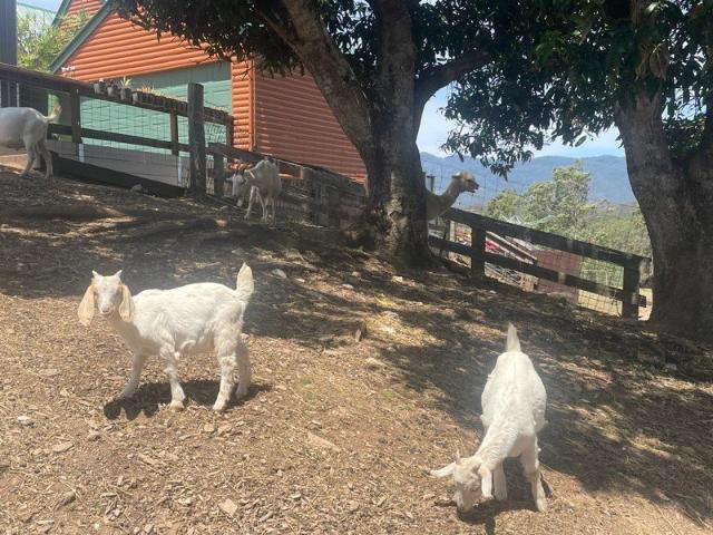 'Twin Peaks' Idyllic Lifestyle, Spectacular Views And So Much More