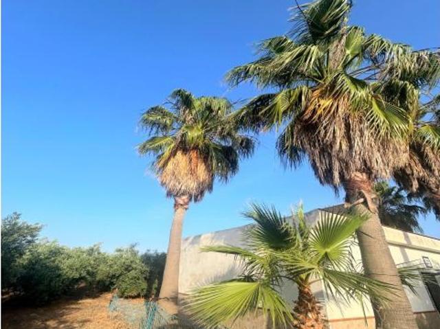 ? ¡Tu Paraíso entre Olivos te Espera en Alcolea del Río! ?