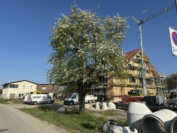 Sunneggstrasse, Bänikon, Bänikon, Amlikon-Bissegg, Amlikon-Bissegg, Bezirk Weinfelden, Thurgau