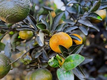 Tarsus, Mersin ili, Akdeniz Bölgesi