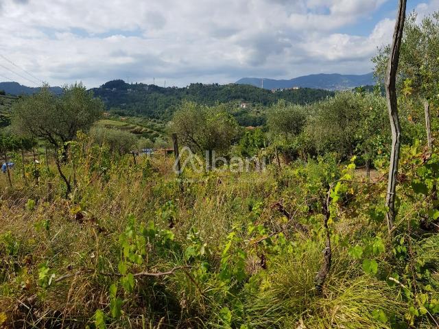 Uliveto monolocale 4050mq