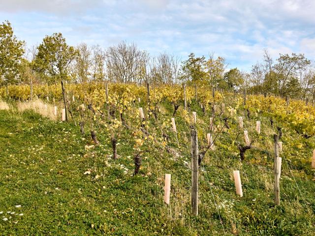 Une maison de pierre entre vignes et coteau 286m² Le Louverot