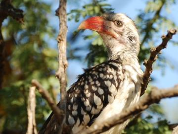 Modimolle Local Municipality, Capricorn District Municipality, Limpopo