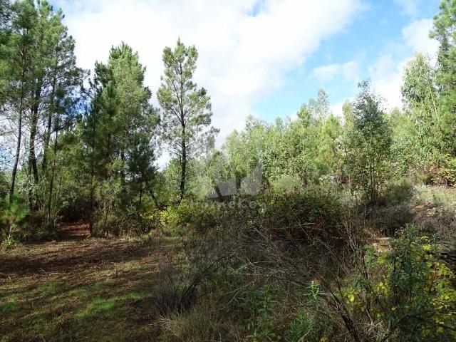 Vale Caseiro Charmoso pedaço de terra no meio da floresta. Tem uma área total de 3120 m2