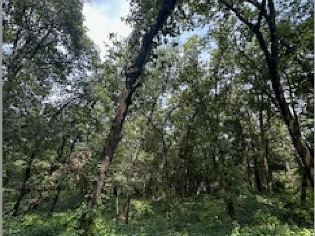 VENTA TERRENO OLINALA SAN PEDRO