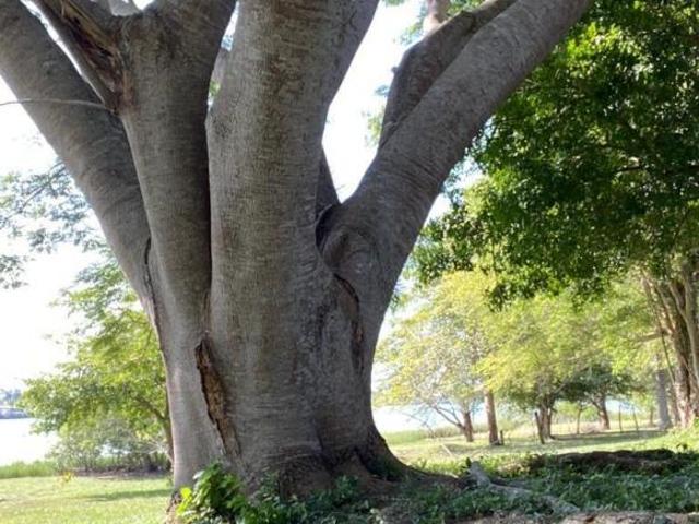 VENTA TERRENO ORILLA DEL RÍO EN TUXPAN VERACRUZ HOTEL DESARROLLO