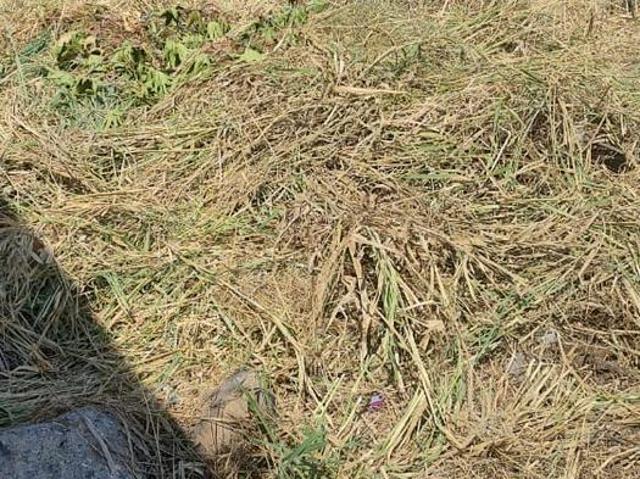 Venta Terreno en Burgos Bugambilias Corinto