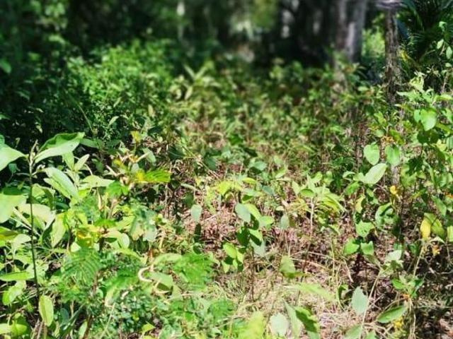 VENTA DE 4 HECTAREAS