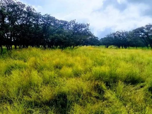 Venta de 20 hec de hermoso bosque