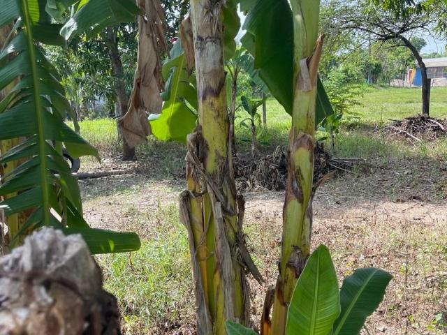 Venta de Terreno en Colonia la Moderna en Tuxtepec Oaxaca
