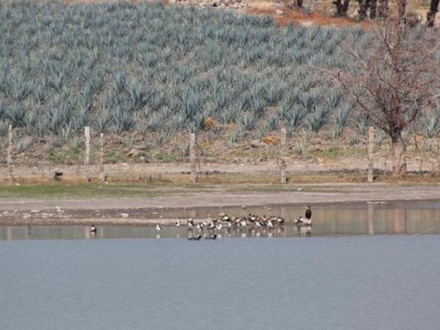 Venta de terreno sembrado de agave, Romita Guanajuato