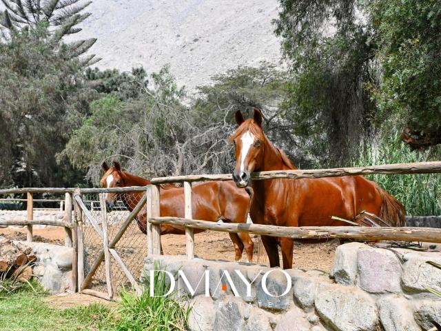 Venta de Casa en Cieneguilla 22,000 m² con Piscina 05 Dormitorio caballeriza pasando Chontay