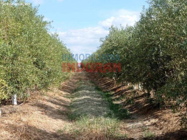 Venta de explotación agrícola en Saucedilla, Cáceres