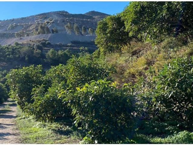 VENTA DE FINCA DE AGUACATES CON VIVIENDA EN MOTRIL GRANADA