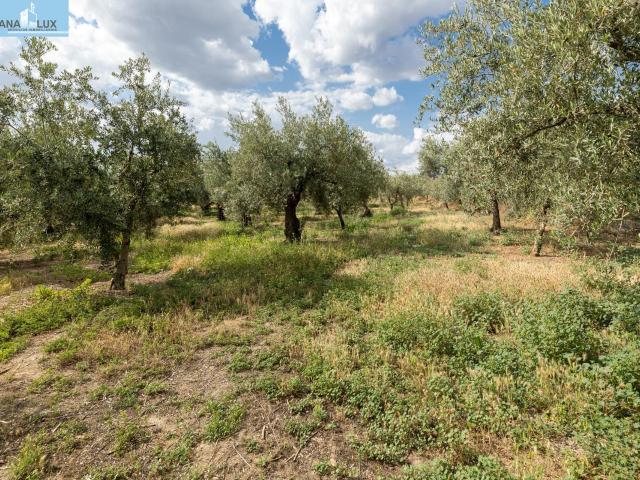 Venta de finca rústica de 77 olivos en Otura Granada