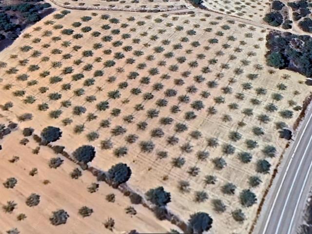 Venta de Finca Rústica en Casinos: Almendros en Producción y Acceso Privilegiado