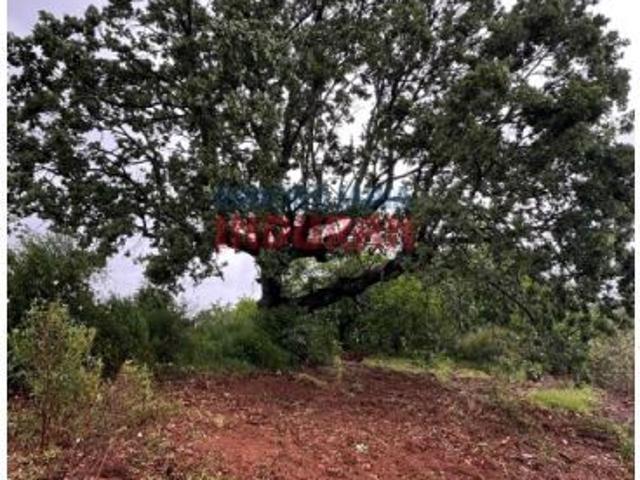 Venta de Finca Rústica y Forestal en Villar del Pedroso: Naturaleza y