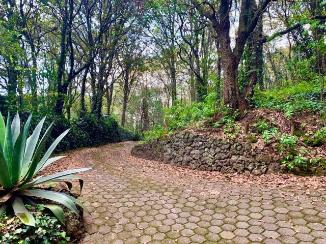 Venta de incre?ble terreno en el bosque a 20 min de la CDMX