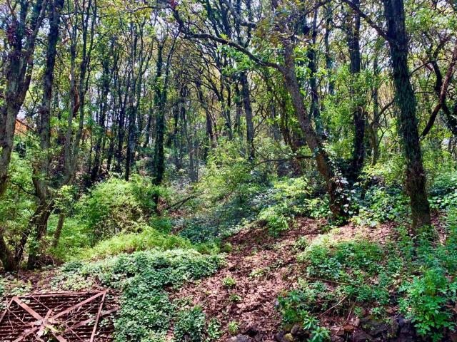 Venta de incre?ble terreno en el bosque a 20 min de la CDMX