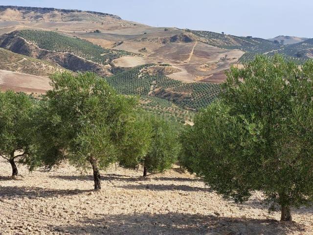 Venta de Olivar en Málaga, término municipal de Ronda
