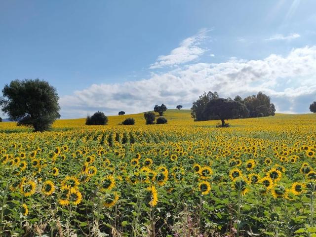 VENTA ESPECTACULAR FINCA RÚSTICA CERCANA A EL BOSQUE