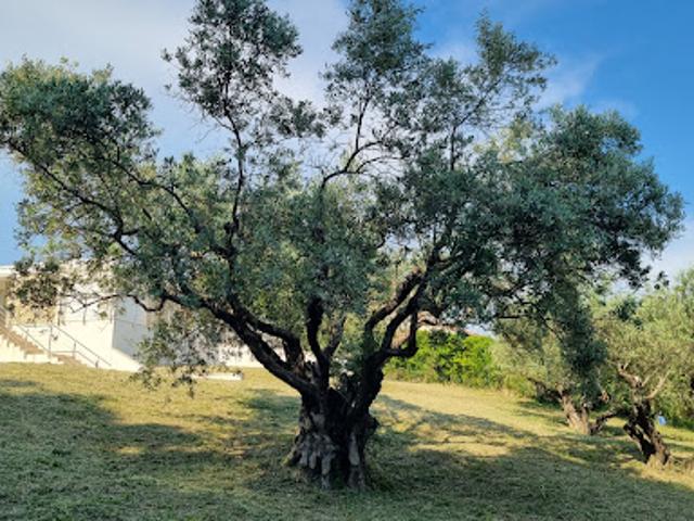Vente Villa 8 pièces 260 m2 Manosque
