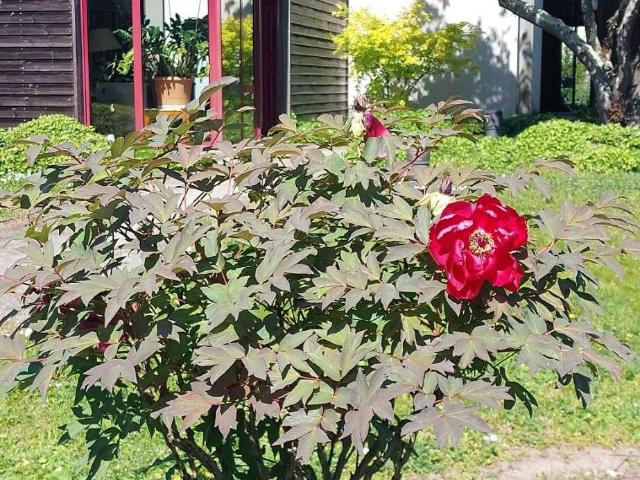 Vente maison 4 pièces Sainte Gemmes sur Loire 49