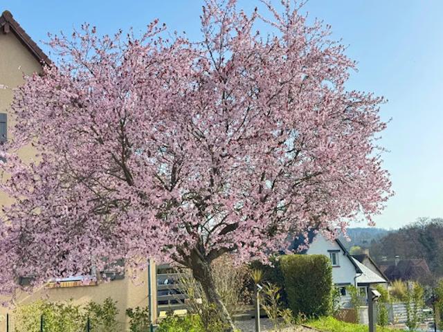 Vente Maison 6 pièces 114 m2 Deauville