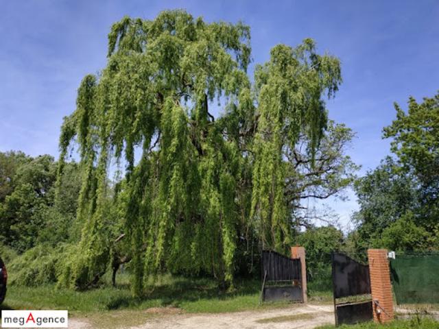 Vente Maison 9 pièces 264 m2 Miremont