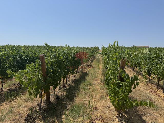 Vente Propriété 4 pièces 170 m2 Montpeyroux