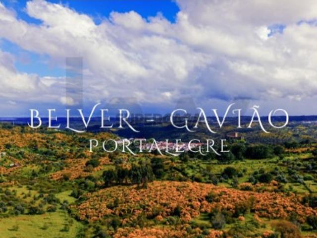 Venda Conjunta de 6 Terrenos Rústicos em Belver, Gavião 24.360 m² de Potencial e Tranquilidade