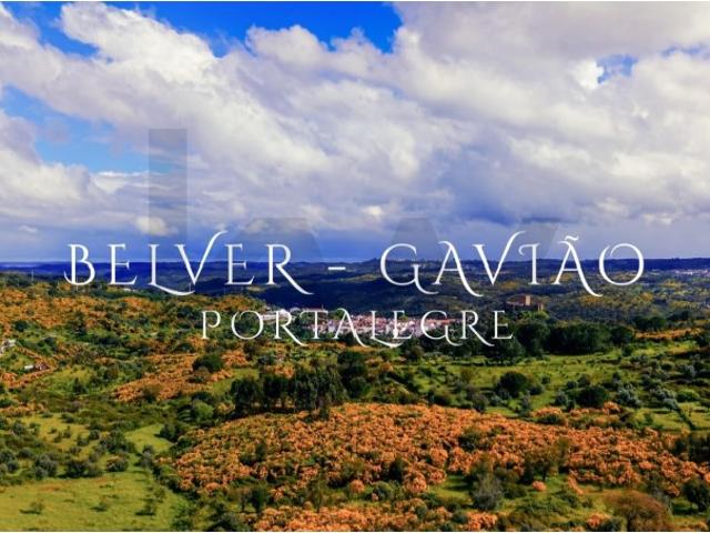 Venda Conjunta de 6 Terrenos Rústicos em Belver, Gavião 24.360 m² de Potencial e Tranquilidade