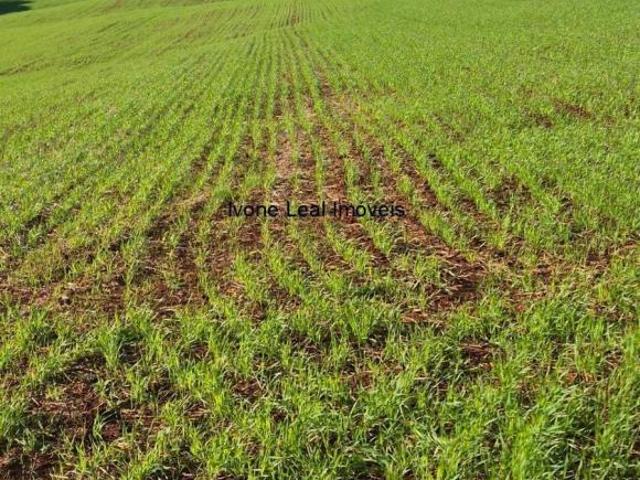 Venda de Terras própria para plantio na Comunidade da Restinga Seca, Restinga Seca RS: A melhor opor