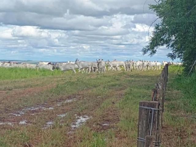 Venda Fazenda 1.092 Hectares com 630 hectares de plantio📍  Campo Verde MT