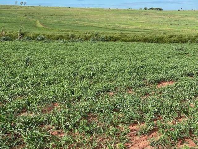 VENDA | Sítio, em Presidente Castelo Branco