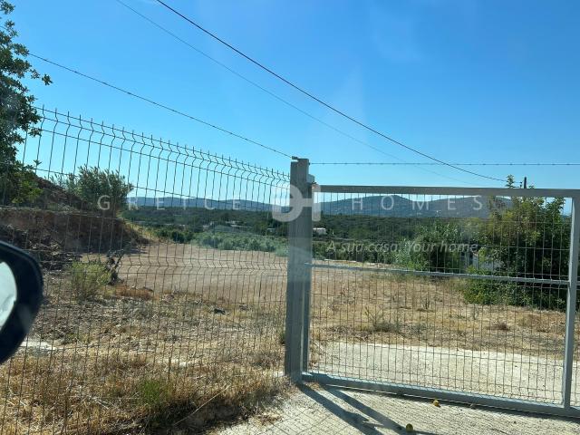 VENDE QUINTA COM 2,5H COM PLANTAÇÃO DE ABACATEIROS E VIABILIDADE DE CONSTRUÇÃO DE MORADIA EM SÃO BRÁS DE ALPORTEL