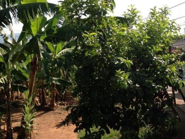 Vende se Terreno com 250m² com Edícula na Vila Marlene, bem localizado, com pomar formado, com qui