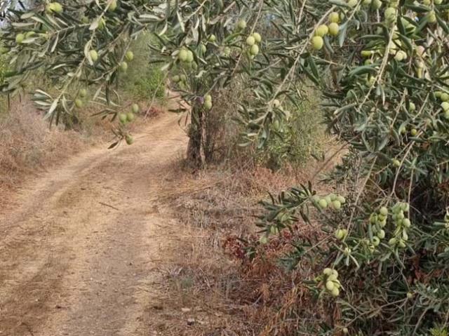 vende se terreno rustico com 3420 m2 perto do Algoz
