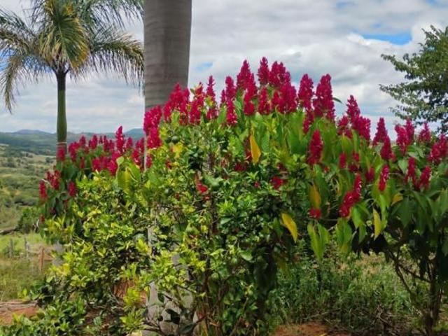 Vende se Uma Fazenda de 134 hectares, Situada no munícipio de Bom Sucesso, às Margens do Rio