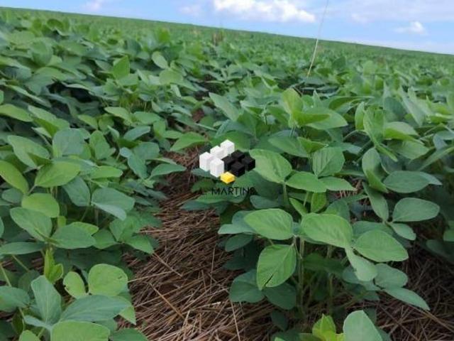 Vende se àrea Rural Fazenda em Rosário do Sul RS Soja Pecuária e Outros