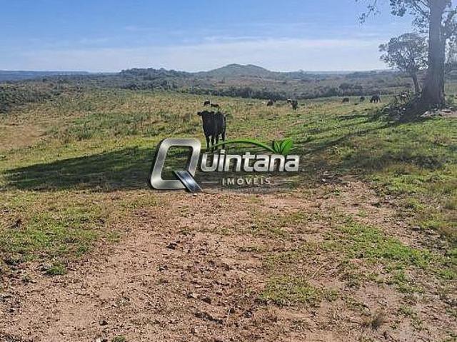vendo 414 hectares em Pinheiro Machado