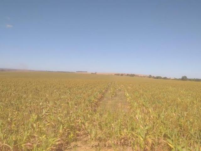 VENDO BELÍSSIMA FAZENDA EM ÁGUA FRIA DE GOIÁS 1.603 HECTARES