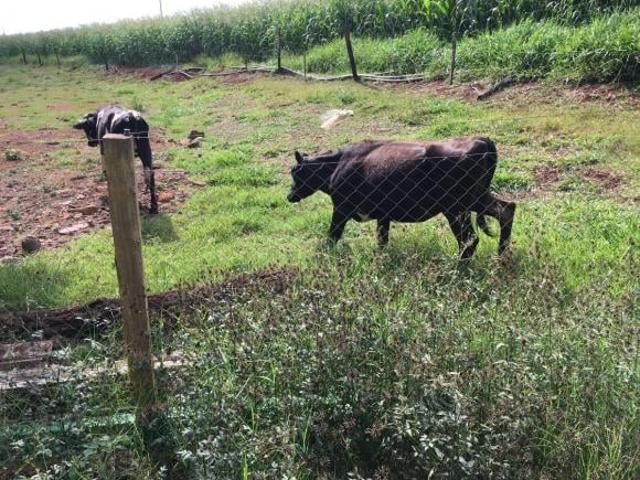 VENDO, COMPRA, SITIO, CHÁCARA, GRANJA, SUINOCULTURA, LINHA AJURICABA, 3 KM DA COPAGRIL, BPFRON, MARE