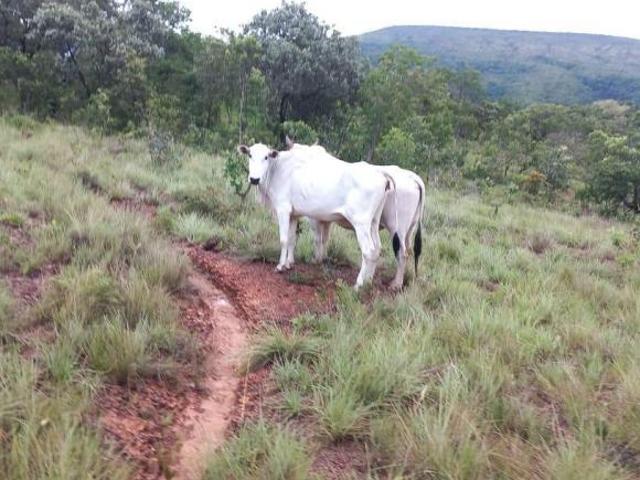 VENDO FAZENDA DE 140 HECTARES E OUTRA DE 10 HECTARES EM ANINOS MINAS GERAIS!