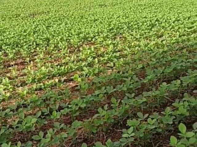 VENDO FAZENDA DE 96 ALQUEIRES OU SEJA 461 HECTARES JÁ PLANTADA COM SOJA 98150 8787