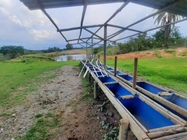 Vendo fazenda em São Gonçalo do Pará de 120 hectares e abundância de água!