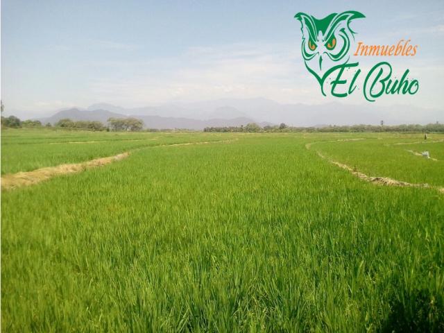 VENDO FUNDO SECTOR PARTIDOR, SAN LORENZO, PIURA
