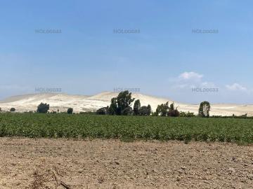 Caucato, San Clemente, Provincia de Pisco, Ica, Perú