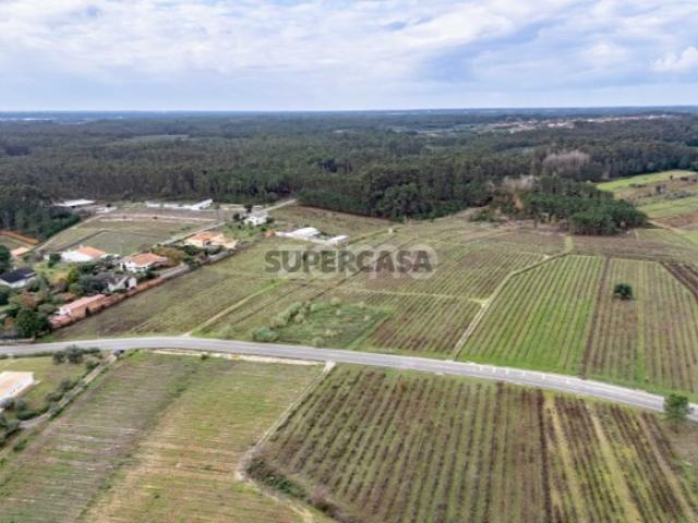 Vinha com 22.000 m2 em Póvoa do Bispo | Cantanhede